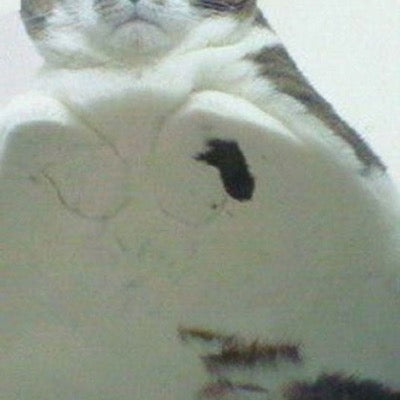 Marnie&rsquo;s cat