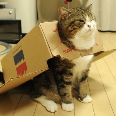 Sofi&rsquo;s cat