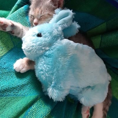 Delilah&rsquo;s cat
