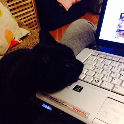 Stikket&rsquo;s cat